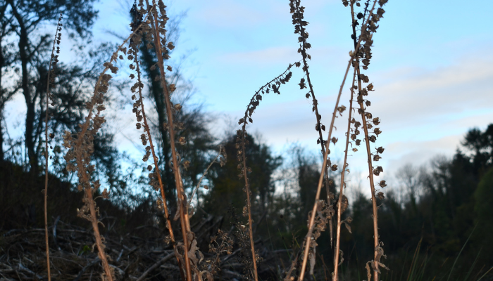 Foxglove plants growing in their native habitat