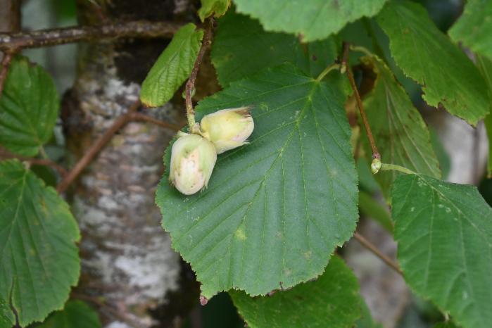 Hazel Nuts