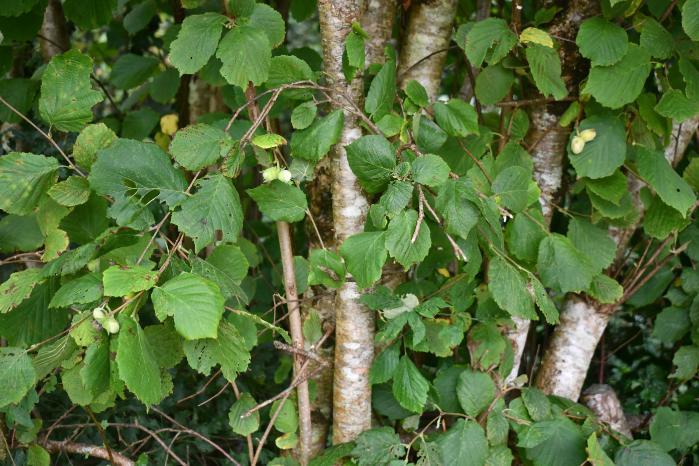 Hazel nuts on trees