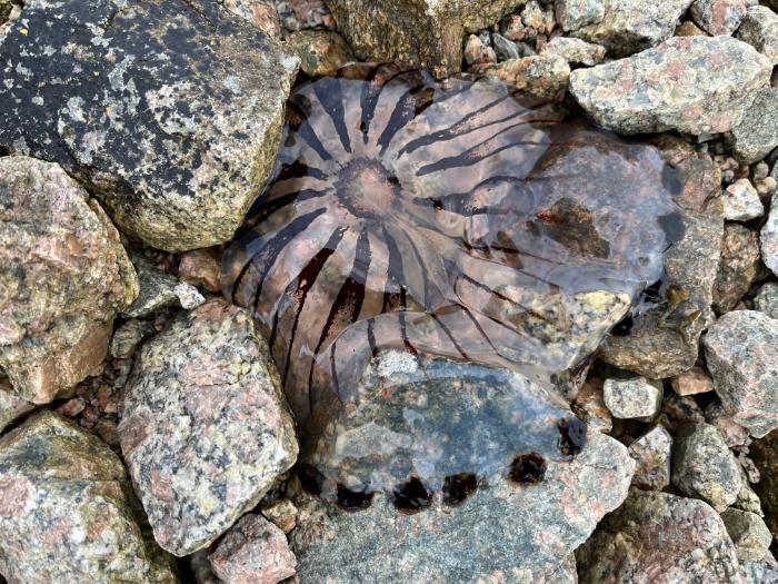 Jellyfish