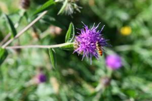 Growing Wild: Common Knapweed and Parasitoid Wasps