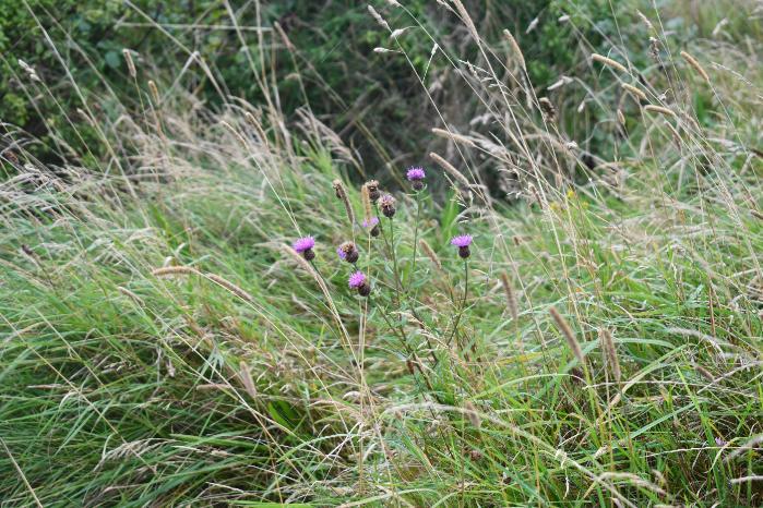 Common Knapweed