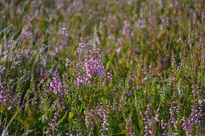 Ling Heather