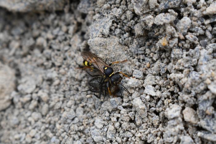 Parasitoid Wasps