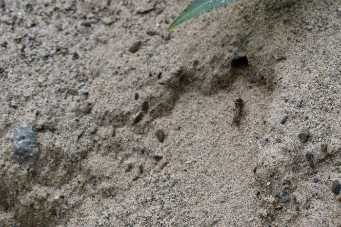 Parsitois wasp habitat