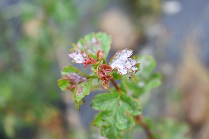 Powdery Mildew on Whitethorn