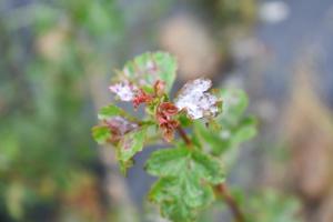 Growing Wild: Haws and Powdery Mildew on Whitethorn