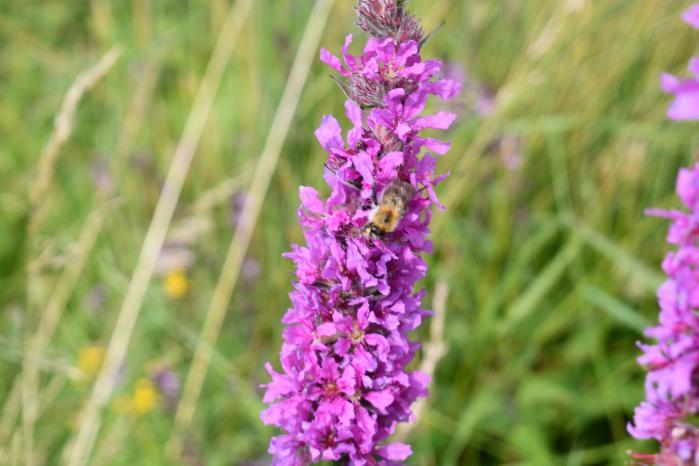 Purple Loosestrife