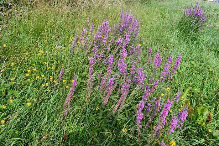Purple loosestrife habitat
