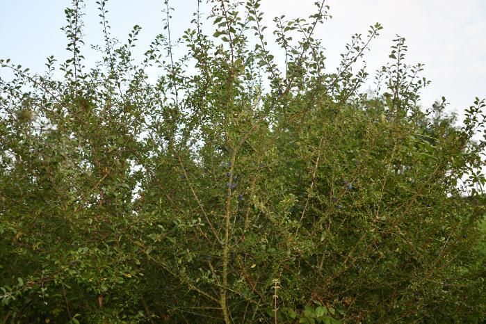 Sloes on blackthorn bush