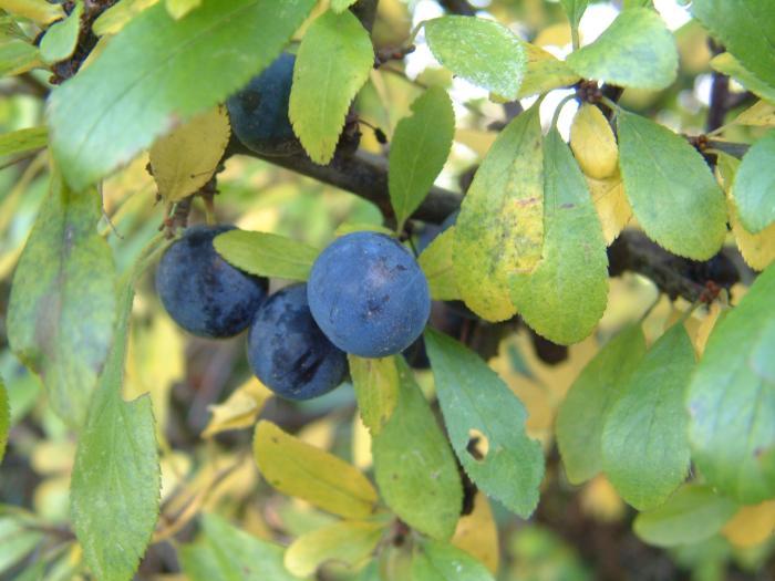 Sloes on Blackthorn