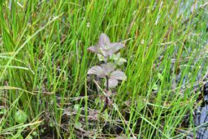 Growing Wild: Water Mint and Jellyfish