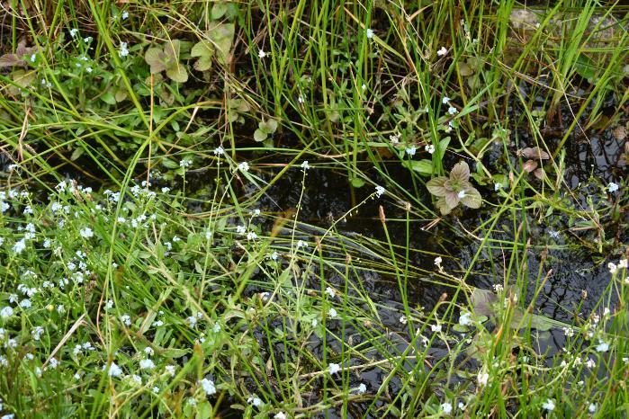 Water mint habitat