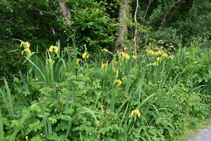 Yellow flag iris habitat