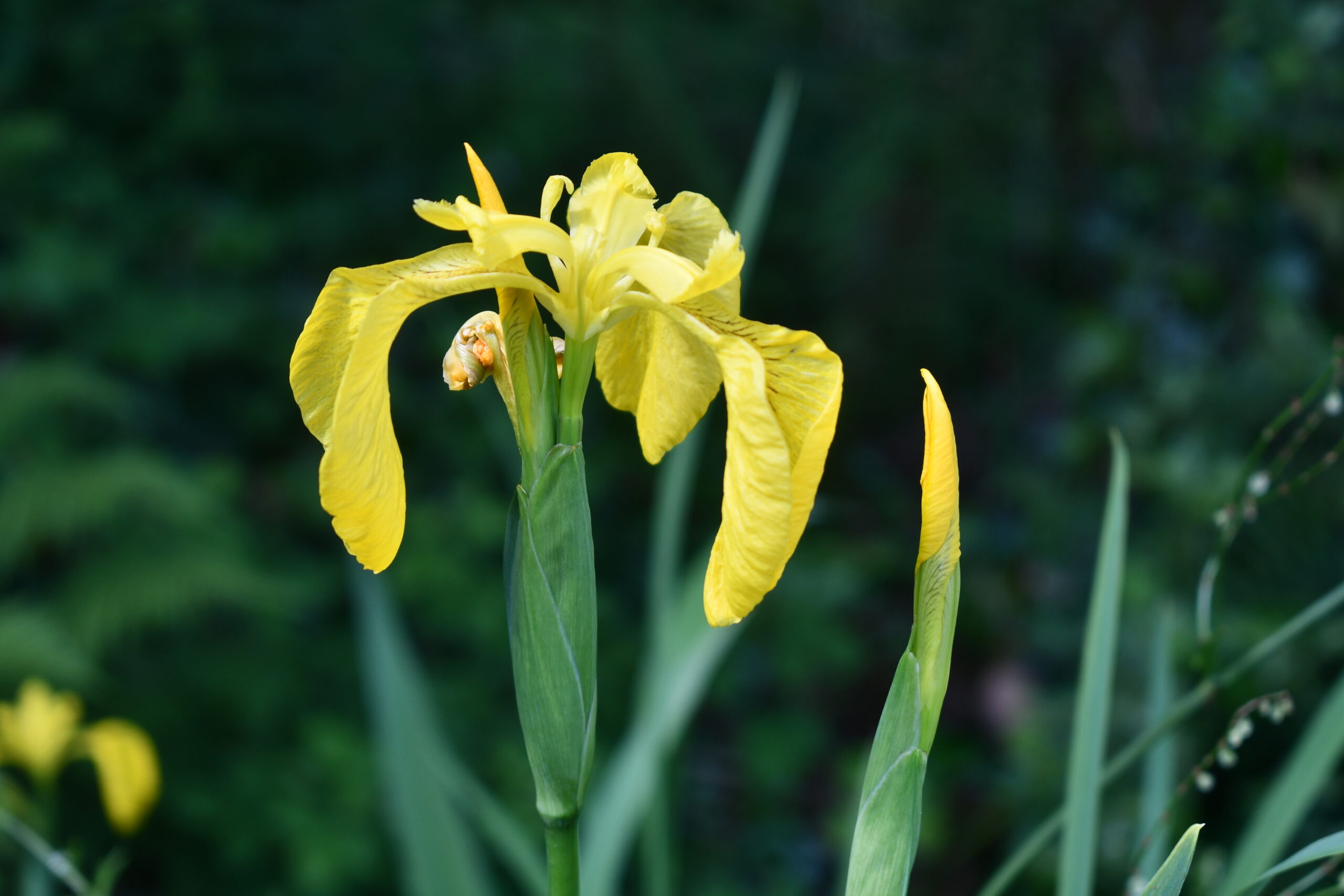 Yellow flag iris