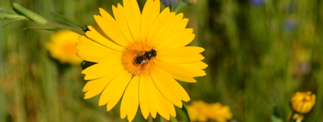 Bees