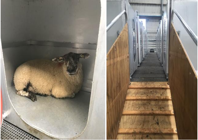 Portable accumulation chambers (PAC) for measuring methane emissions from sheep