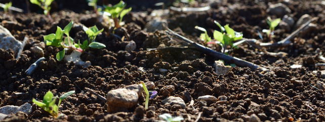 Soil Carbon