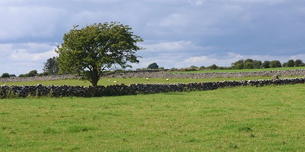 Cregduff