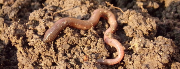 Soil Life