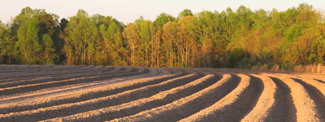 Soil Fertility