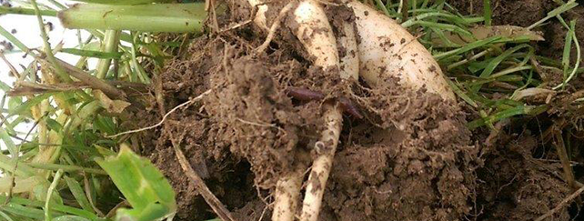 Soil Health