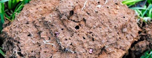 Why is soil biology important?