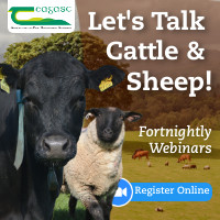 Let’s Talk Cattle and Sheep