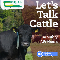 Let’s Talk Cattle