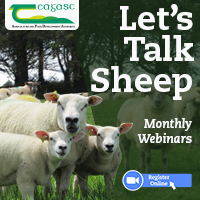 Let’s Talk Sheep