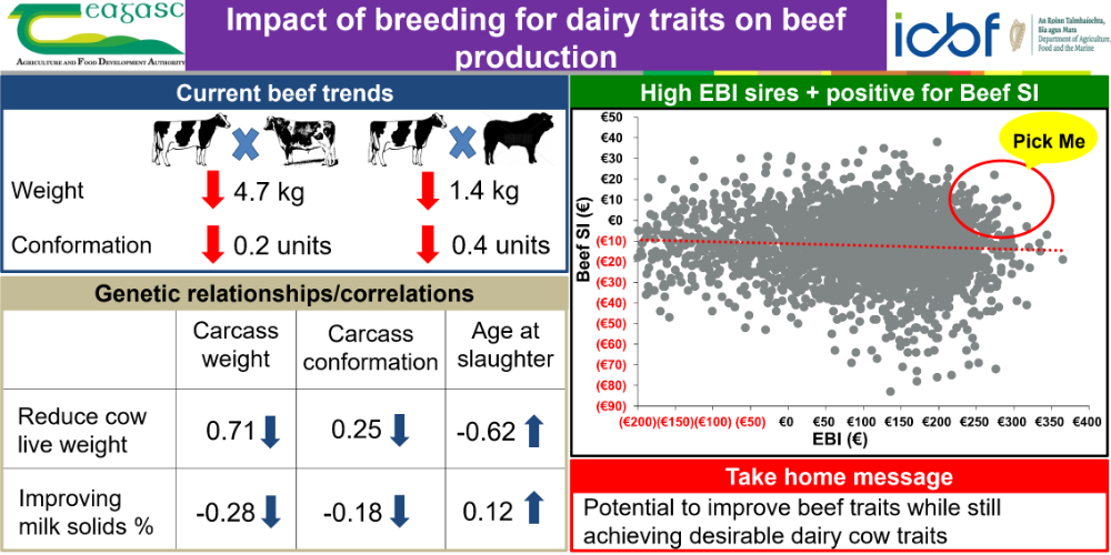 Dairy traits on beef production