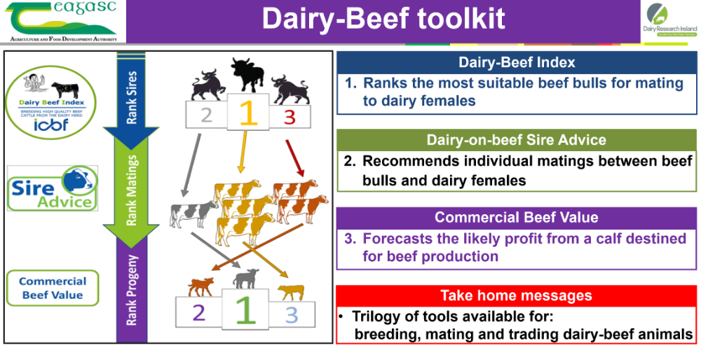 DairyBeef toolkit