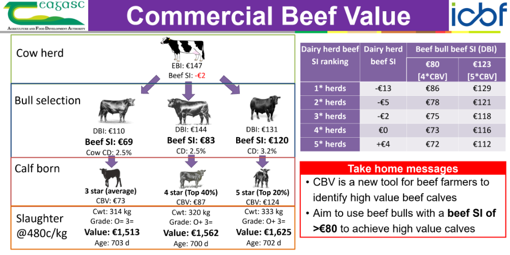 Commercial Beef Value