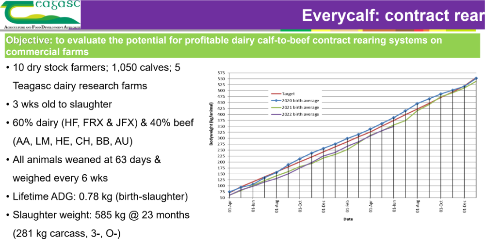Everycalf 1