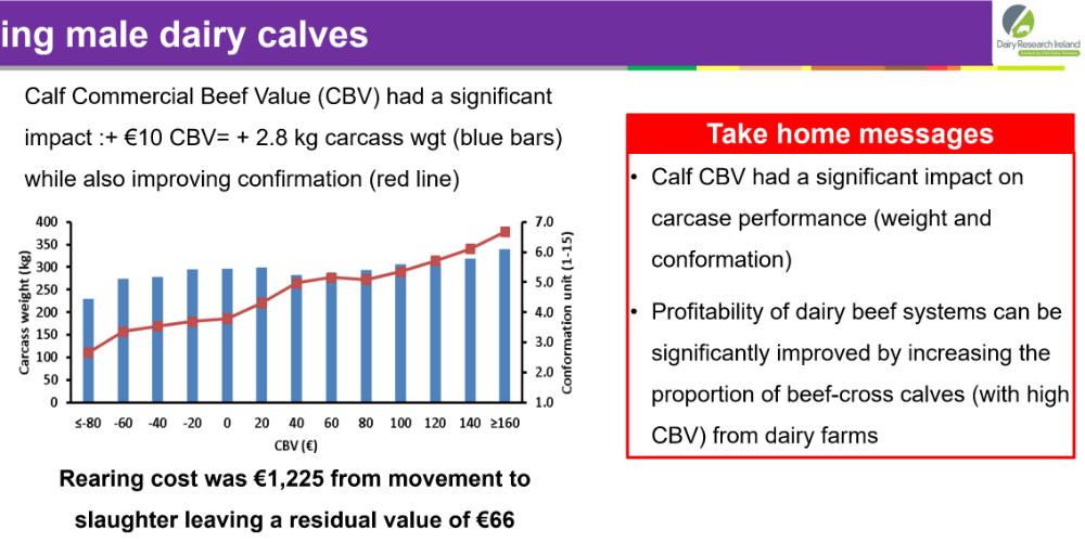Everycalf 2