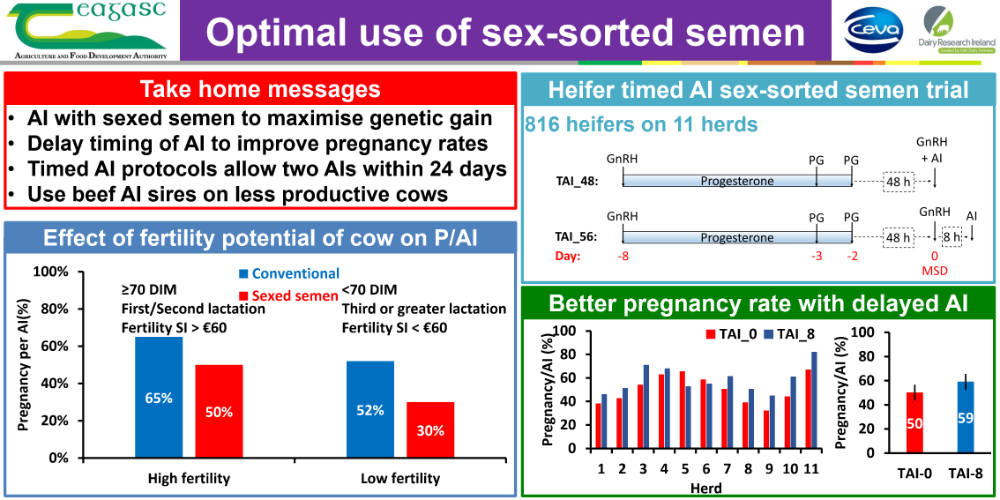 Optimal use of sex sorted semen