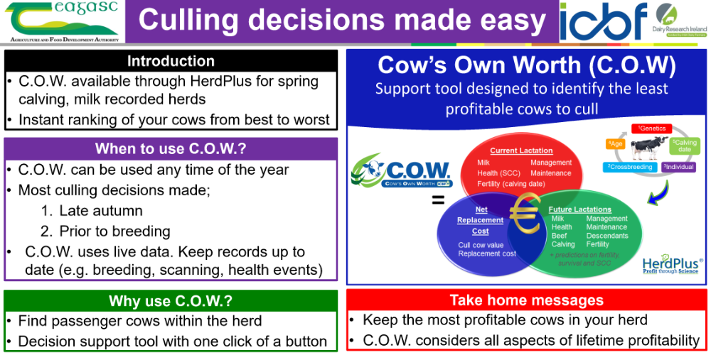 COW Culling decisions made easy