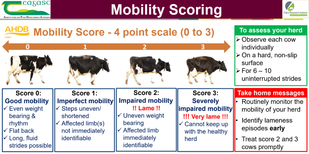 Mobility Scoring