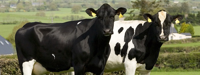 Animal Welfare Officer Training