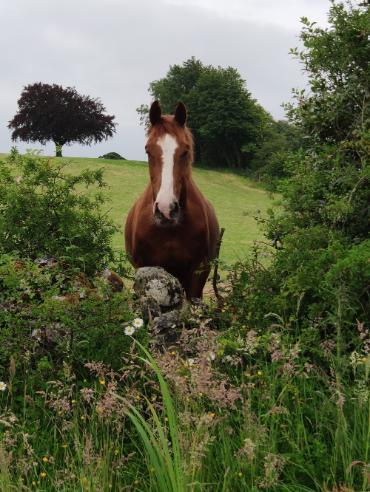 equine photo competition