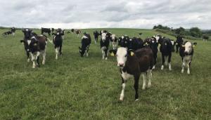 Moving from the shed to the field with dairy-beef calves