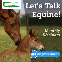 Let’s Talk Equine