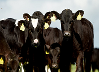 ‘Our ultimate aim is to try and breed the best beef animals that we can’