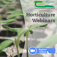 New strawberry varieties to complement ‘Malling Centenary’ – Webinar