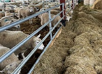 Preparing for lambing with Oliver O’Hara