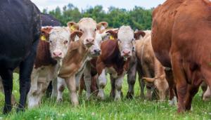 Are your replacement heifers on track for breeding?