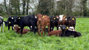 An update from the Tipperary Dairy Calf to Beef Demonstration Farm