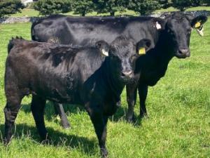 Decreasing age at slaughter