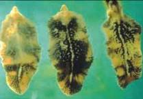 Controlling liver fluke this winter