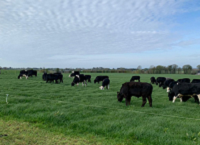 Grazing management for dairy-beef systems